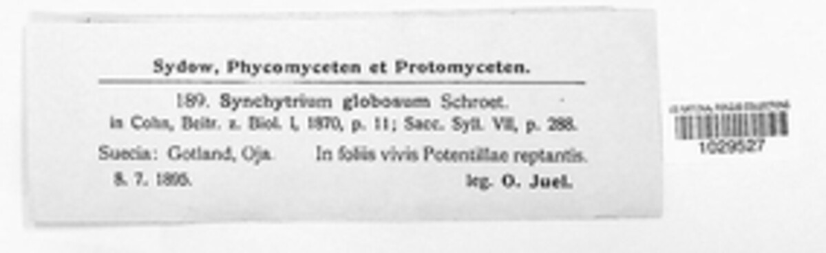 Synchytrium globosum image